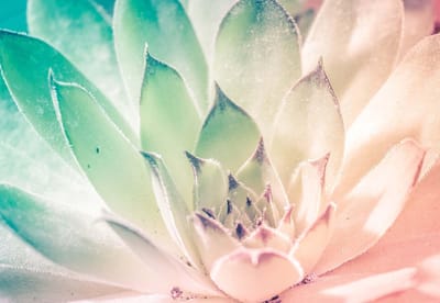 Fotobehang  Nature Plant Green Pink | XL - 208cm x 146cm | 130g/m2 Vlies