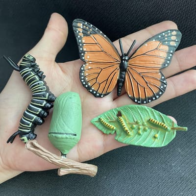 Kinderen Simulatie Biologie Model Speelgoed Dier Plant Leven Groeicyclus Montessori Kinderen Speelgoed Set Lesmateriaal Educatief Speelgoed beige