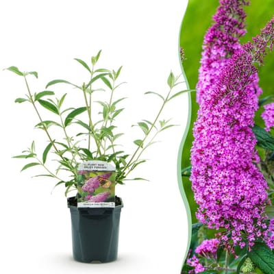 Green boutiQ - Vlinderstruik - Buddleja davidii Pink Delight - Bloem Roze - 1 Plant - Bladverliezend - Vlinderlokkend - Pot 17cm Hoogte 25cm