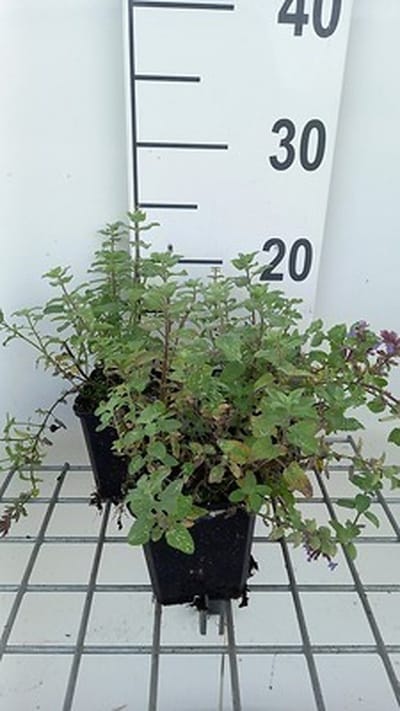6x Kattekruid - Nepeta faas. 'Blue Wonder' | 9x9 cm pot