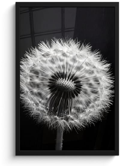 Poster in lijst - Fotolijst 40x60 cm - Posters - Paardenbloem - Zwart - Wit - Posterlijst zwart - Decoratie - Wanddecoratie woonkamer - Muurdecoratie slaapkamer