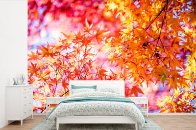 Behang - Fotobehang Japanse esdoorn met herfstkleuren - Breedte 390 cm x hoogte 260 cm