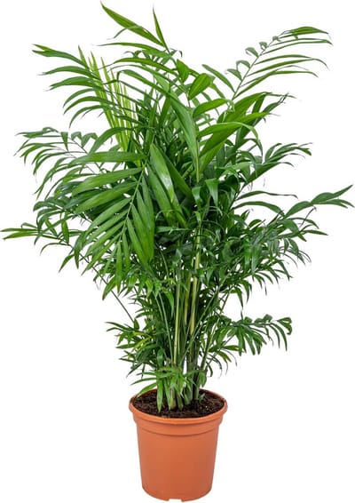 Bloomique - Chamaedorea Elegans - Mexicaanse Dwergpalm - Kamerplanten - Luchtzuiverend - Diervriendelijk - Gemakkelijk in onderhoud - Hoogte 50-60 cm - Pot 17 cm