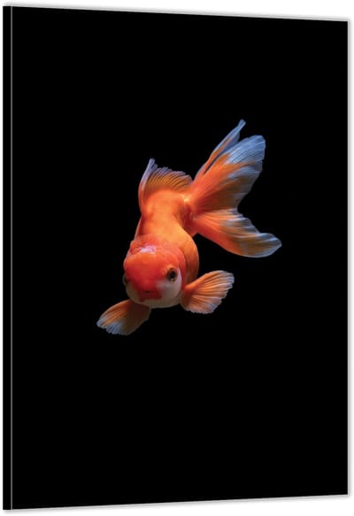 KuijsFotoprint - Schilderij - Goudvis In Het Donker - Zwart En Oranje - 200 X 100 Cm