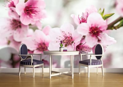 Cherry Blossom Flowers  Photo Wallcovering