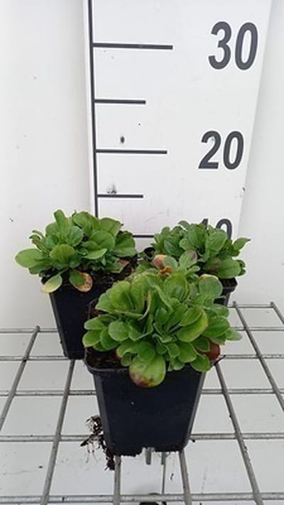 6x Gipskruid - Gypsophila cerastioides | 9x9 cm pot