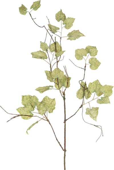 Easyplants | Kunsttak gedroogde druiventak 120 cm | Zijde | Nepbloemen | groen | Onderhoudsvrij | Kant-en-klaar
