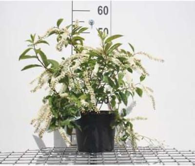 Itea virginica 'Henry's Garnet' - Bloemwilg 30 - 40 cm in pot