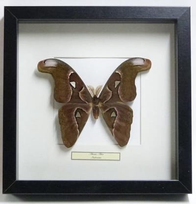 Opgezette vlinder in lijst - Attacus atlas