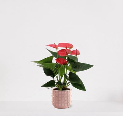 Anthurium Roze in sierpot Janneke roze – bloeiende kamerplant – flamingoplant – 40-50cm - Ø13 – geleverd met plantenpot – vers uit de kwekerij