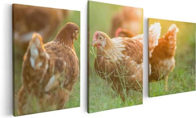 Artaza Canvas Schilderij Drieluik Kippen op het Gras  - 120x60 - Foto Op Canvas - Canvas Print