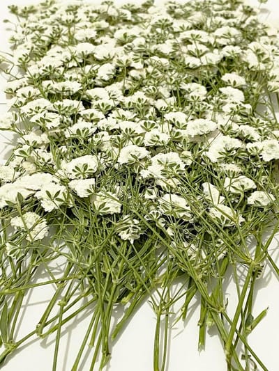100 Stuks Gedroogde Baby's Adem Bloemen voor Sieraden Maken en Knutselen