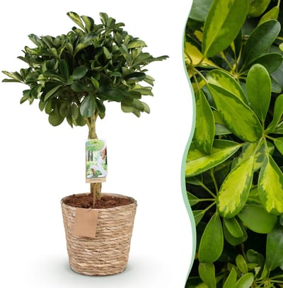 Plantenboetiek.nl | Green is… Schefflera Gold Capelle - Vingerboom - Weinig onderhoud - met mand - Groen - goud - Ø21cm - 70-81cm hoog - Kamerplant - Groenblijvend