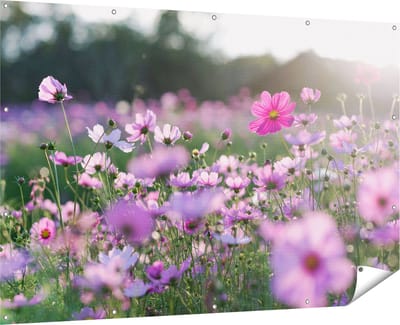 Gards Tuinposter Bloemenveld met Paarse Kosmos - 180x120 cm - Tuindoek - Tuindecoratie - Wanddecoratie buiten - Tuinschilderij
