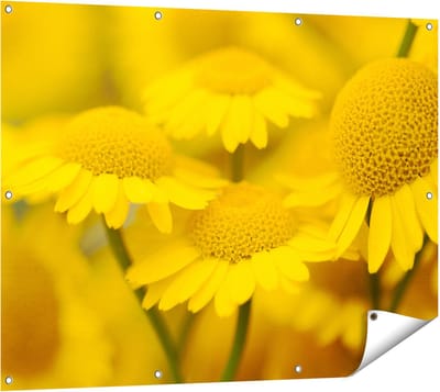 Gards Tuinposter Gele Kamille Bloemen - 120x90 cm - Tuindoek - Tuindecoratie - Wanddecoratie buiten - Tuinschilderij