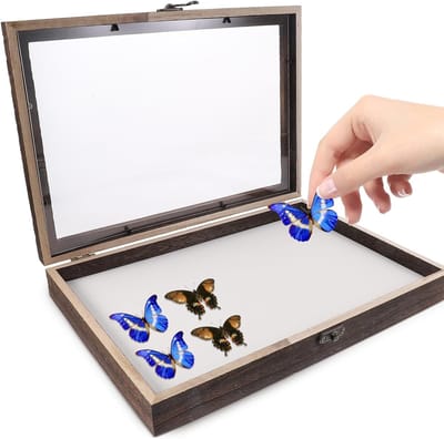 Set box voor insect monsters - visualisatie box van hout - tentoonstellingsframe voor vlinders - display box voor monsters - incl
