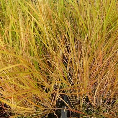 6x Calamagrostis arundinacea 'Sirocco' Pot 9x9cm - Siergras voor tuin en border