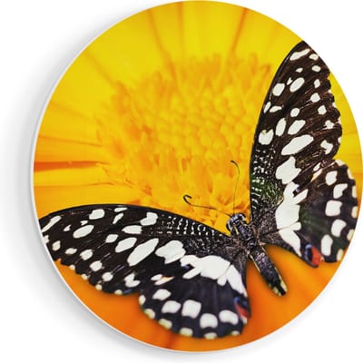 Artaza Forex Muurcirkel Vlinder Op Een Oranje Bloem - 80x80 cm - Groot - Wandcirkel - Rond Schilderij - Wanddecoratie Cirkel