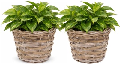 Mega Collections plantenmand Koudum - 2x - rotan - D39 x H31 cm - lichtbruin/grijs - planten/bloempot