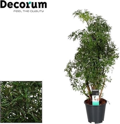 Plantenboetiek.nl | Polyscias Hawaiiana Ming - Ø17cm - 55-65cm hoog - Kamerplant - Groenblijvend