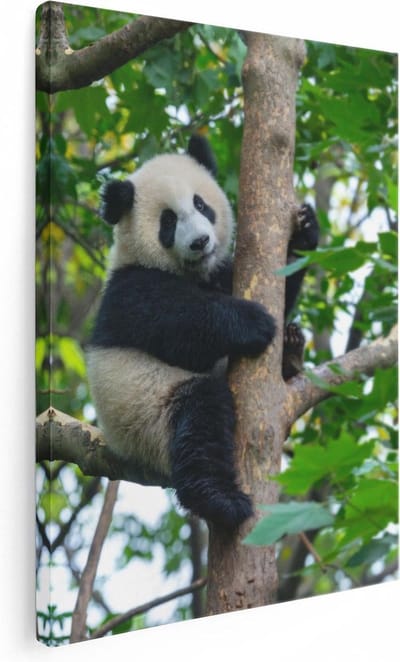 Artaza Canvas Schilderij Panda In Boom - 30x40 cm - Klein - Wanddecoratie Bos - Muurdecoratie Dieren - Kamer Accessoires Woonkamer