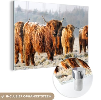 MuchoWow® Glasschilderij 120x80 cm - Schilderij acrylglas - Schotse Hooglanders - Sneeuw - Bos - Foto op glas - Schilderijen