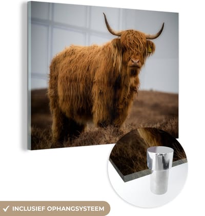 MuchoWow® Glasschilderij 160x120 cm - Schilderij acrylglas - Schotse Hooglander - Duin - Gras - Foto op glas - Schilderijen
