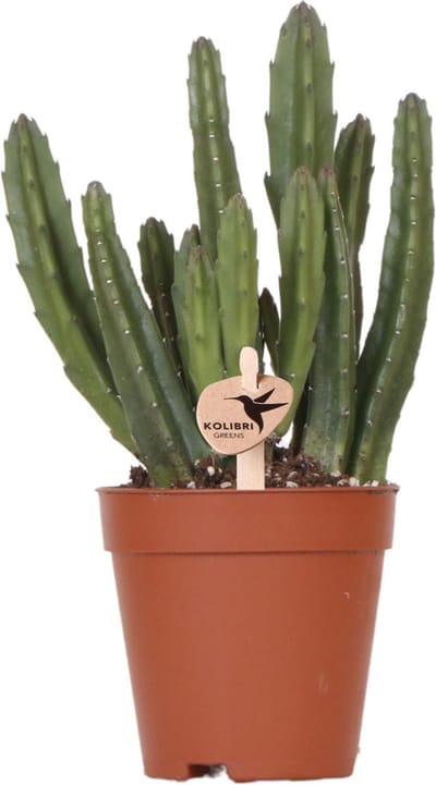 Kolibri Greens | Groene plant - Stapelia - groene kamerplant - vers van de kweker - Ø9cm -