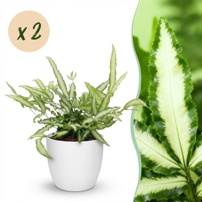 Plantenboetiek.nl | Pteris cretica Albolineata - Lintvaren - Huisdiervriendelijke Plant - Groen - 2 Planten - met Potter Wit - Ø12cm - 20cm hoog - Kamerplant - Arrangement - Plant met pot