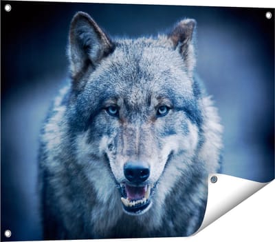 Gards Tuinposter Wolvenkop met Blauwe Ogen - Wolf - 80x60 cm - Tuindoek - Tuindecoratie - Wanddecoratie buiten - Tuinschilderij