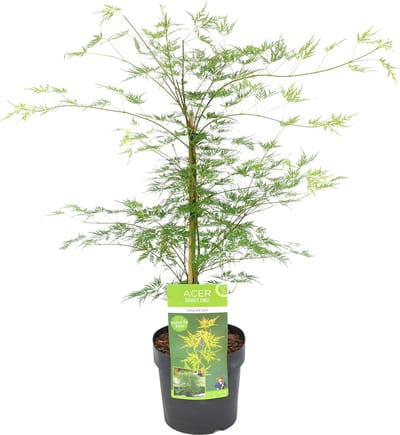 Bloomique - Acer Palmatum Emerald Lace - Japanse Esdoorn - Groen Blad - Tuinplanten - Winterhard - Hoogte 50-70 cm - Pot 19 cm