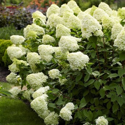 12 x Pluimhortensia Limelight Geel|Groen - Winterharde Hortensia - Hydrangea Paniculata 'Limelight' in C2.5(liter) pot met hoogte 20-40cm