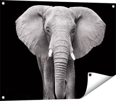 Gards Tuinposter Olifant - Zwart Wit - 80x60 cm - Tuindoek - Tuindecoratie - Wanddecoratie buiten - Tuinschilderij