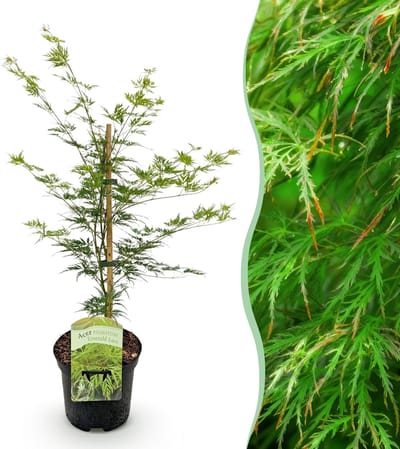 Green boutiQ - Terrasplant - Japanse Esdoorn - Acer palmatum Emerald Lace - Groen - 1 Plant - Bladverliezend - Pot 19cm Hoogte 70cm