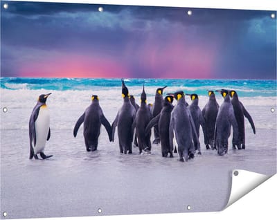Gards Tuinposter Groep Pingu�ns bij het Water - Kudde - 120x80 cm - Tuindoek - Tuindecoratie - Wanddecoratie buiten - Tuinschilderij