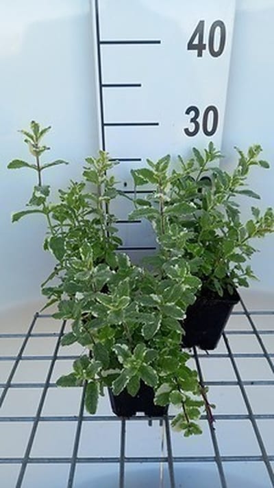 6x Witte munt - Mentha rotund. 'Variegata' | 9x9 cm pot
