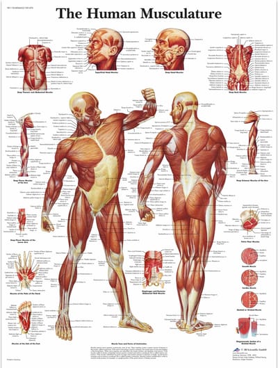 Het menselijk lichaam - anatomie poster spieren (Engels, papier, 50x67 cm)