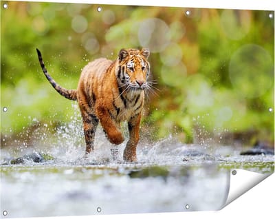 Gards Tuinposter Tijger Loopt in het Water - 120x80 cm - Tuindoek - Tuindecoratie - Wanddecoratie buiten - Tuinschilderij