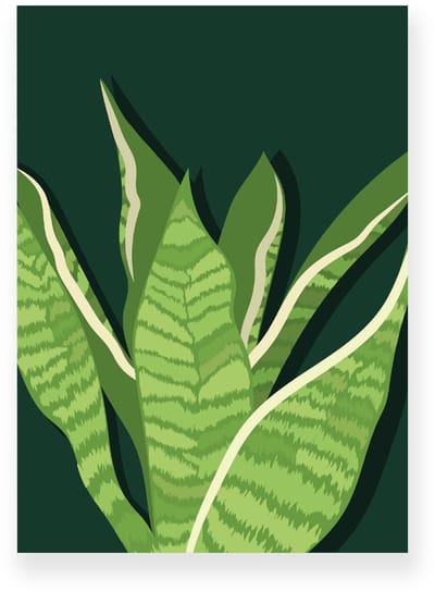 Poster 20x30 cm - Sansevieria - Planten - Groen - Donkergroen - Botanisch - Minimalistisch - Muurdecoratie - Wanddecoratie