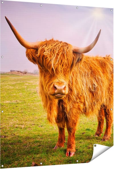 Gards Tuinposter Bruine Schotse Hooglander Koe - Kleur - 120x150 cm - Tuindoek - Tuindecoratie - Wanddecoratie buiten - Tuinschilderij