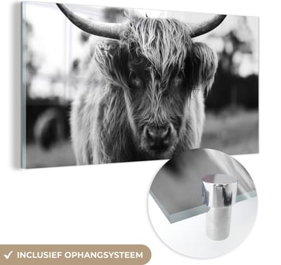 MuchoWow® Glasschilderij 120x60 cm - Schilderij acrylglas - Schotse Hooglander - Koe - Gras - Dieren - Natuur - Foto op glas - Schilderijen