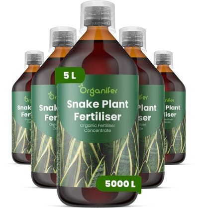 Vloeibare Meststof Voor Sansevieria 5X1 L Voor 5000 L - Npk 2-1-8 - Opgaande Bladgroei - Sterke Bladkleur - Bladstevigheid - Gelijkmatige Groei - Sterk Wortelstelsel - Zachte Nutriëntenopname - Herstel Na Verpotten - Organifer