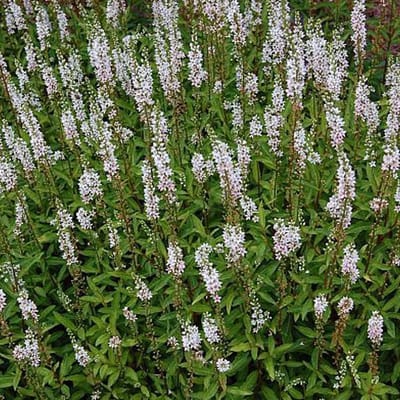 6 x Lysimachia Ephemerum -  Wederik pot 9x9cm