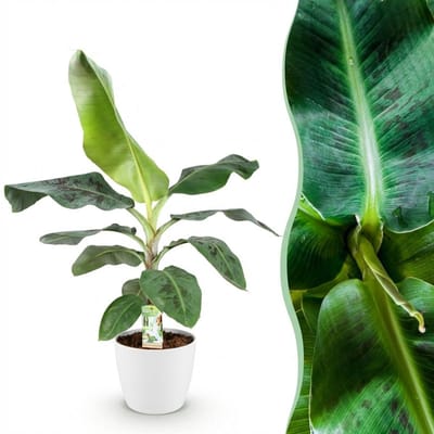 Green BoutiQ - Kamerplanten - Musa acuminata Dwarf Cavendisch - Bananenplant - Weinig onderhoud - Groen - 1 Plant - met Potter Wit - Pot 21cm - Hoogte 70-75cm