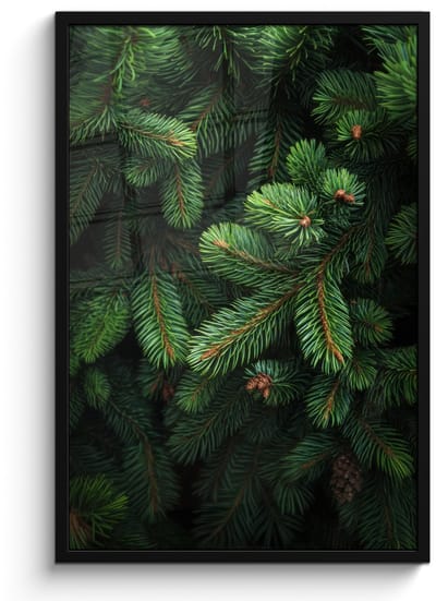 Poster in lijst - Fotolijst 60x90 cm - Posters - Sparrentakken - Knoppen - Naalden - Groen - Posterlijst zwart - Decoratie - Wanddecoratie woonkamer - Muurdecoratie slaapkamer