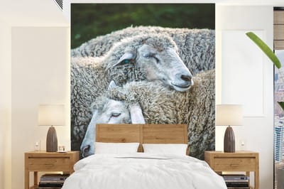 Behang - Fotobehang Schaap - Rust - Gras - Breedte 190 cm x hoogte 260 cm