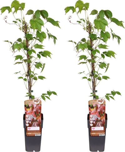 Plantenboetiek.nl | Parthenocissus Tricuspidata veitch boskoop | 2 stuks - Ø15cm - 55-65cm hoog - Tuinplant - Multideal
