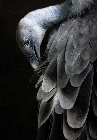Kristal Helder Galerie kwaliteit Plexiglas 5mm.- Blind Aluminium Ophang-frame- Fotokunst 'Bird Collection l'- luxe wanddecoratie- Akoestisch en UV Werend- inclusief verzending