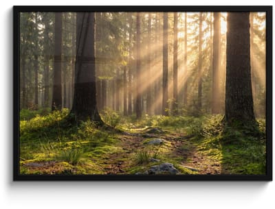 Poster in lijst - Fotolijst 90x60 cm - Posters - Bos - Zonlicht - Gras - Posterlijst zwart - Decoratie - Wanddecoratie woonkamer - Muurdecoratie slaapkamer