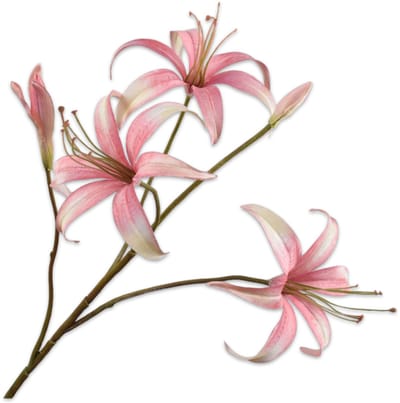 Lelie tak roze/creme 80 cm